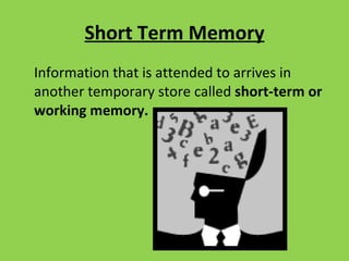 Short Term Memory Information that is attended to arrives in another temporary store called  short-term or working memory. 