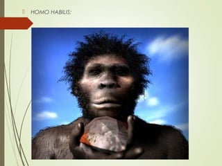  HOMO HABILIS;
 