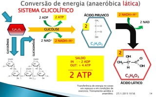 SISTEMA GLICOLÍTICO
                                                                   ÁCIDO PIRUVICO                 2 NADH+H+
                                        2 ADP   2 ATP
                                                                                                                     2 NAD
                                                                   2
              C6H12O6                     GLICÓLISE


                                         2 NAD+ 2 NADH+H+
GLICOGÊNESE




                        GLICOGENÓLISE



                                                                         C3H4O3

                                                                                                  2
                                                             SALDO
                                                          IN : - 2 ADP
                                                         OUT: + 4 ATP
                                                        ________________

                                                        2 ATP                                           C 3 H 6 O3
                                                                                                    ÁCIDO LÁTICO
                                                             Transferência de energia no corpo
                                                                em repouso e em condições de
                                                              exercício; Treinamento aeróbio e
                                                                                    anaeróbio;   27/1/2013 10:56             14
 