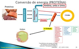 Amônia, uréia e Urina
     Proteínas




                                 AMINOÁCIDOS




                                               Desaminação
                                                   NH3
                                                                                                          C.Krebs


                                                                Piruvato




                                                                                         Arginina        Isoleucina     Treonina
                                                                     -Oxidação          Asparagina      Leucina        Serina
                            Gordura                                                      Aspartato       Lisina         Cisteína
                                                                                         Glutamatato     Tirosina       Glicina
                                                                                         Histidina       Fenilalanina
                                                                                         Isoleucina      Triptofano
                                                                                         Metionina
                                                                                         Fenilalamina
                                                                                         Prolina
                                                                                         Treonina
                                                                                         Tirosina
                                                                                         Valina
                                                             Transferência de energia no corpo
                                                                em repouso e em condições de
                                                              exercício; Treinamento aeróbio e
*Lipase Sensível aos Hormônios                                                      anaeróbio;   27/1/2013 10:56             20
 