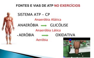    SISTEMA ATP - CP
              Anaeróbia Alática
   ANAERÓBIA           GLICÓLISE
              Anaeróbia Lática
   AERÓBIA                OXIDATIVA
              Aeróbia
 