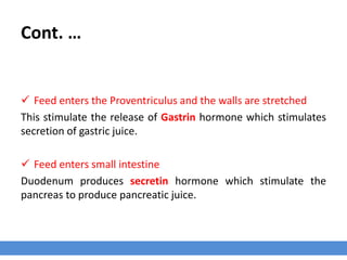 Proventriculus Avian Digestive System | PPTX