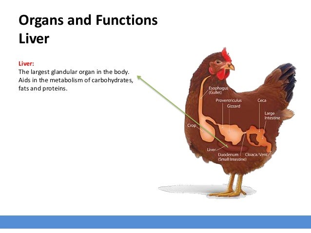 Avian Digestive System