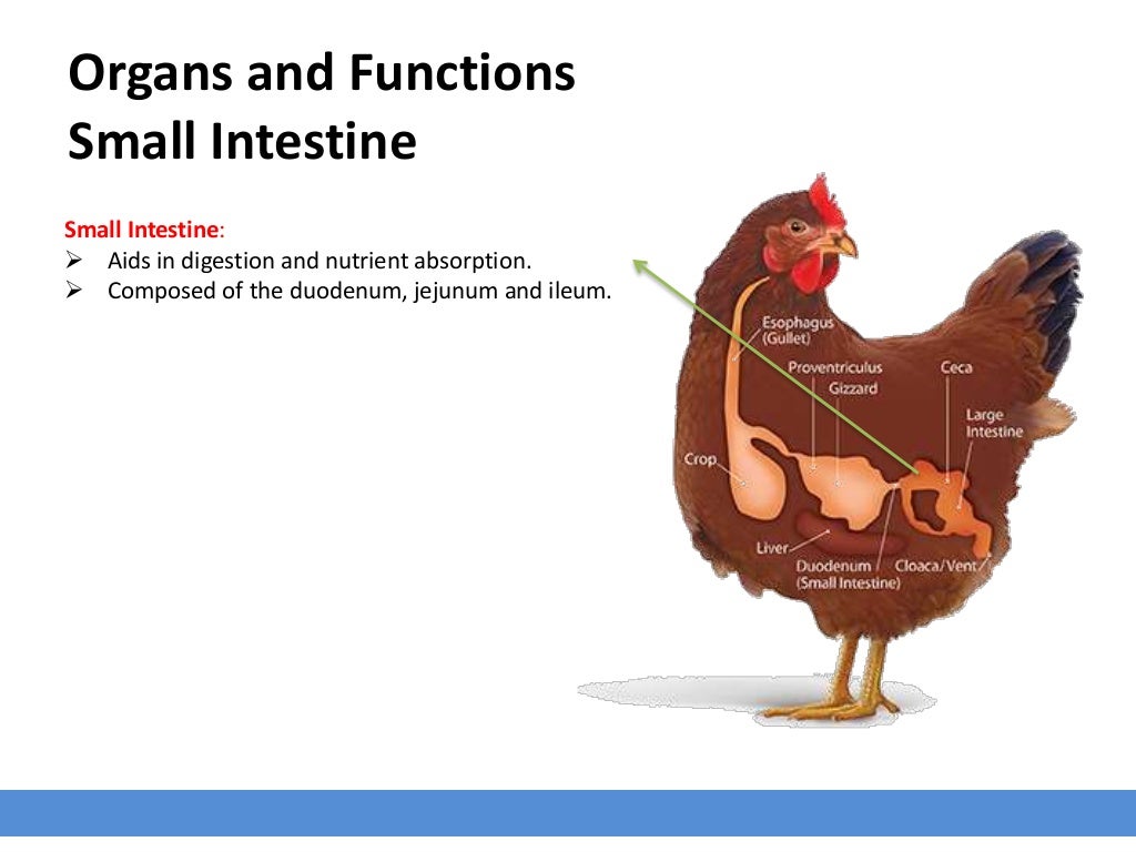 Avian Digestive System