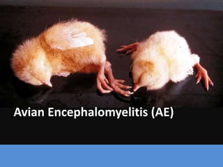 Avian Encephalomyelitis (AE)
 