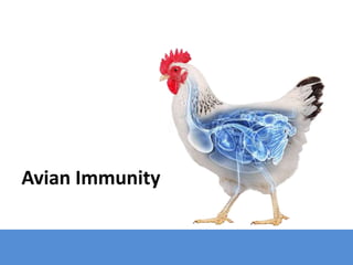 Avian Immunity
 