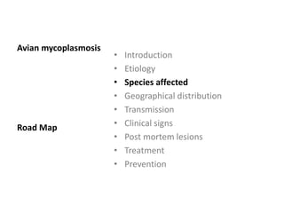 Plan of talk
 Introduction
 Etiology
 Species affected
 Geographical distribution
 Transmission
 Clinical signs
 Post mortem lesions
 Treatment
 Prevention
 