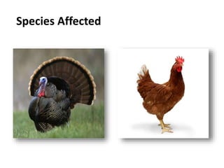 Geographic Distribution
 