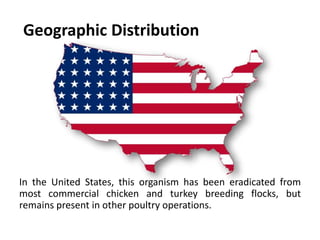 Cont. …
Vertical
 M. gallisepticum is also transmitted
vertically in eggs.
 Egg transmission is more frequent in
birds infected during laying than in
birds infected before they mature.
 Infected birds carry M. gallisepticum
for life, and can remain asymptomatic
until they are stressed.
 