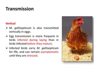 Plan of talk
 Introduction
 Etiology
 Species affected
 Geographical distribution
 Transmission
 Clinical signs
 Post mortem lesions
 Treatment
 Prevention
 