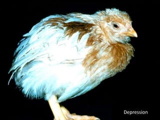 Drop in Egg Production
 