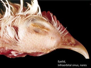 Keel,
Pectoral muscles
 