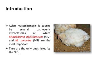 Introduction
 Avian mycoplasmosis is caused by
several pathogenic mycoplasmas,
the most common are;
1. Mycoplasma gallisepticum (MG)
2. M. synoviae (MS)
 They are the only strains listed by
the OIE.
 