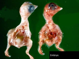 Cont. …
Limitations of treatment:
1. Mycoplasma develops resistance against the antibiotics
2. Expensive
3. Medication can not fully prevent an infection.
4. It is useful for a relatively short period of time, but in the
meantime other control systems have to be developed.
 