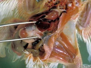 Treatment – Egg Transmission
If a flock proves to be positive for M.G. there are several
possibilities to prevent vertical transmission to the broiler flocks:
 