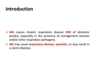 Cont. …
 MG causes chronic respiratory disease CRD of domestic
poultry, especially in the presence of management stresses
and/or other respiratory pathogens.
 MS may cause respiratory disease, synovitis, or may result in
a silent infection.
 