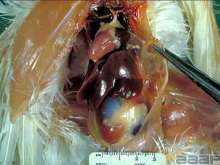 Cont. …
1. The P.S. Flock can be killed.
– This is the only completely safe procedure to prevent further spread of
the disease, but of course it is not always practical.
2. Treatment of the hatching egg with tylan® (or baytril®):
– Injection into the hatching eggs with 0.2 mg tylosine by hand or
automatic.
3. Egg dipping in a 2500 ppm containing tylan solution, using the
temperature-difference method or the pressure difference
method.
4. Egg-heating method (yoder) eggs are heated, before setting,
at 46 C during 12-14 hours. This system is not very reliable.
 