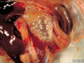 Plan of talk
 Introduction
 Etiology
 Species affected
 Geographical distribution
 Transmission
 Clinical signs
 Post mortem lesions
 Treatment
 Prevention
 