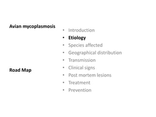 Etiology
Class mollicutes
Order mycoplasmatales
Family mycoplasmataceae including:
1. M. gallisepticum
2. M. Synoviae
3. M. meleagridis
4. M. iowae.
 
