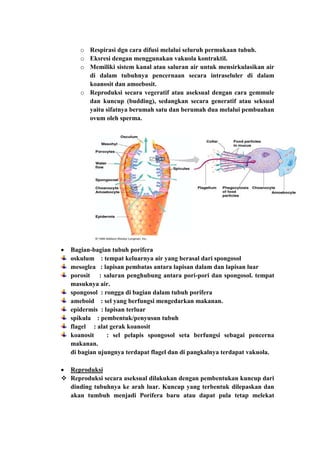 o Respirasi dgn cara difusi melalui seluruh permukaan tubuh.
      o Eksresi dengan menggunakan vakuola kontraktil.
      o Memiliki sistem kanal atau saluran air untuk mensirkulasikan air
        di dalam tubuhnya pencernaan secara intraseluler di dalam
        koanosit dan amoebosit.
      o Reproduksi secara vegeratif atau aseksual dengan cara gemmule
        dan kuncup (budding), sedangkan secara generatif atau seksual
        yaitu sifatnya berumah satu dan berumah dua melalui pembuahan
        ovum oleh sperma.




   Bagian-bagian tubuh porifera
   oskulum : tempat keluarnya air yang berasal dari spongosol
   mesoglea : lapisan pembatas antara lapisan dalam dan lapisan luar
   porosit : saluran penghubung antara pori-pori dan spongosol. tempat
   masuknya air.
   spongosol : rongga di bagian dalam tubuh porifera
   ameboid : sel yang berfungsi mengedarkan makanan.
   epidermis : lapisan terluar
   spikula : pembentuk/penyusun tubuh
   flagel : alat gerak koanosit
   koanosit     : sel pelapis spongosol seta berfungsi sebagai pencerna
   makanan.
   di bagian ujungnya terdapat flagel dan di pangkalnya terdapat vakuola.

  Reproduksi
 Reproduksi secara aseksual dilakukan dengan pembentukan kuncup dari
  dinding tubuhnya ke arah luar. Kuncup yang terbentuk dilepaskan dan
  akan tumbuh menjadi Porifera baru atau dapat pula tetap melekat
 