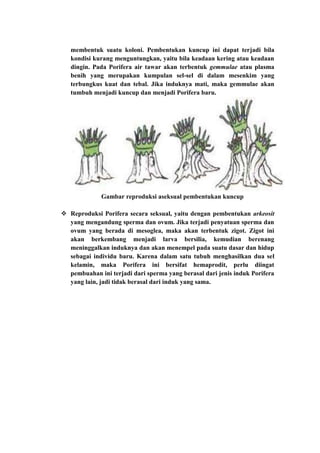 membentuk suatu koloni. Pembentukan kuncup ini dapat terjadi bila
   kondisi kurang menguntungkan, yaitu bila keadaan kering atau keadaan
   dingin. Pada Porifera air tawar akan terbentuk gemmulae atau plasma
   benih yang merupakan kumpulan sel-sel di dalam mesenkim yang
   terbungkus kuat dan tebal. Jika induknya mati, maka gemmulae akan
   tumbuh menjadi kuncup dan menjadi Porifera baru.




             Gambar reproduksi aseksual pembentukan kuncup

 Reproduksi Porifera secara seksual, yaitu dengan pembentukan arkeosit
  yang mengandung sperma dan ovum. Jika terjadi penyatuan sperma dan
  ovum yang berada di mesoglea, maka akan terbentuk zigot. Zigot ini
  akan berkembang menjadi larva bersilia, kemudian berenang
  meninggalkan induknya dan akan menempel pada suatu dasar dan hidup
  sebagai individu baru. Karena dalam satu tubuh menghasilkan dua sel
  kelamin, maka Porifera ini bersifat hemaprodit, perlu diingat
  pembuahan ini terjadi dari sperma yang berasal dari jenis induk Porifera
  yang lain, jadi tidak berasal dari induk yang sama.
 