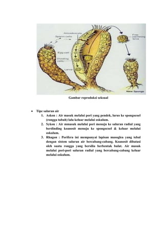 Gambar reproduksi seksual



Tipe saluran air
   1. Askon : Air masuk melalui pori yang pendek, lurus ke spongocoel
       (rongga tubuh) lalu keluar melalui oskulum.
   2. Sykon : Air mmasuk melalui pori menuju ke saluran radial yang
       berdinding koanosit menuju ke spongocoel & keluar melalui
       oskulum.
   3. Rhagon : Porifera ini mempunyai lapisan masoglea yang tebal
       dengan sistem saluran air bercabang-cabang. Koanosit dibatasi
       oleh suatu rongga yang bersilia berbentuk bulat. Air masuk
       melalui pori-pori saluran radial yang bercabang-cabang keluar
       melalui oskulum.
 