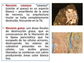 • Necrosis caseosa: “caseoso”
(similar al queso) es un aspecto
blanco – amarillento de la zona
de necrosis. La arquitectura
tisular se halla completamente
destruida, frecuente en la Tb.
• Necrosis grasa: son áreas focales
de destrucción grasa, que es
consecuencia de la liberación de
la lipasa pancreática que ha
escapado de las células acinares,
destruyendo los esteres de
colesterol presentes en las
células. Los ácidos grasos
liberados se combinan con calcio
produciendo áreas color blanco
tiza.
 