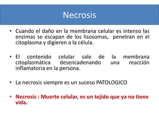 Necrosis
• Cuando el daño en la membrana celular es intenso las
enzimas se escapan de los lisosomas, penetran en el
citoplasma y digieren a la célula.
• El contenido celular sale de la membrana
citoplasmática desencadenando una reacción
inflamatoria en la persona.
• La necrosis siempre es un suceso PATOLOGICO
• Necrosis : Muerte celular, es un tejido que ya no tiene
vida.
 