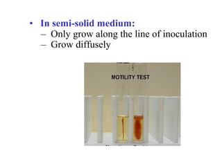 •   In semi-solid medium: 
–  Only grow along the line of inoculation 
–  Grow diffusely
 