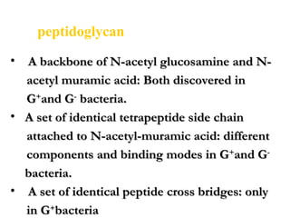 • A backbone of N-acetyl glucosamine and N-A backbone of N-acetyl glucosamine and N-
acetyl muramic acid: Both discovered inacetyl muramic acid: Both discovered in
GG++
and Gand G--
bacteria.bacteria.
• A set of identical tetrapeptide side chainA set of identical tetrapeptide side chain
attached to N-acetyl-muramic acid: differentattached to N-acetyl-muramic acid: different
components and binding modes in Gcomponents and binding modes in G++
and Gand G--
bacteria.bacteria.
• A set of identical peptide cross bridges: onlyA set of identical peptide cross bridges: only
in Gin G++
bacteriabacteria
peptidoglycan
 