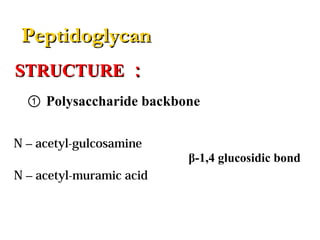 N – acetyl-gulcosamine
N – acetyl-muramic acid
β-1,4 glucosidic bond
① Polysaccharide backbone
PeptidoglycanPeptidoglycan
STRUCTURESTRUCTURE ：：
 