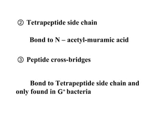 ② Tetrapeptide side chain
③ Peptide cross-bridges
Bond to N – acetyl-muramic acid
Bond to Tetrapeptide side chain and
only found in GG++
bacteria
 