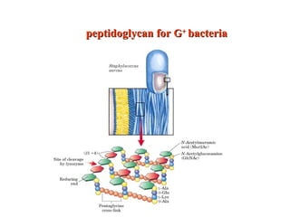 peptidoglycan forpeptidoglycan for GG++
bacteriabacteria
 