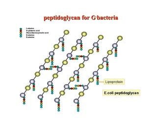 peptidoglycan forpeptidoglycan for GG--
bacteriabacteria
 
