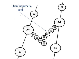 Diaminopimelic
acid
 