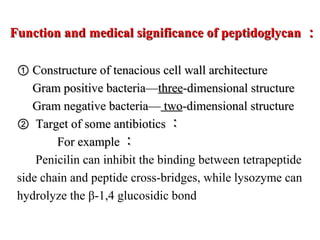 Function and medical significance of peptidoglycanFunction and medical significance of peptidoglycan ：：
①① Constructure of tenacious cell wall architectureConstructure of tenacious cell wall architecture
Gram positive bacteria—Gram positive bacteria—threethree-dimensional structure-dimensional structure
Gram negative bacteria—Gram negative bacteria— twotwo-dimensional structure-dimensional structure
②② Target of some antibioticsTarget of some antibiotics ：：
For exampleFor example ：：
Penicilin can inhibit the binding between tetrapeptide
side chain and peptide cross-bridges, while lysozyme can
hydrolyze the β-1,4 glucosidic bond
 
