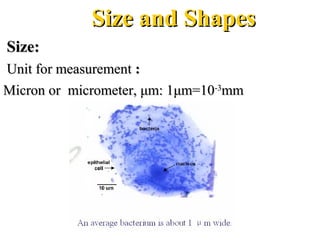 Size and ShapesSize and Shapes
Size:Size:
Unit for measurementUnit for measurement ::
Micron orMicron or micrometer, μm: 1μm=10micrometer, μm: 1μm=10-3-3
mmmm
 