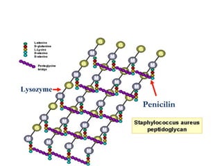 Penicilin
Lysozyme
Reactive site of some antibiotics in peptidoglycan
 