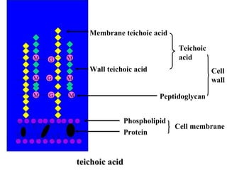 teichoic acidteichoic acid
Membrane teichoic acid
Wall teichoic acid
Peptidoglycan
Teichoic
acid
Cell
wall
Phospholipid
Protein
Cell membrane
 