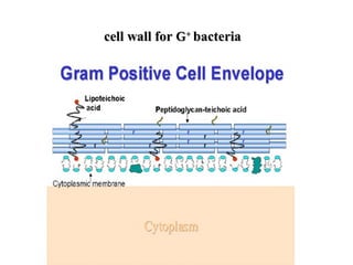 cell wall forcell wall for GG++
bacteriabacteria
 