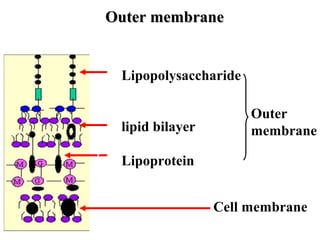 Outer membraneOuter membrane
Structure
Lipopolysaccharide
lipid bilayer
Lipoprotein
Outer
membrane
Cell membrane
Periplasmic space
 