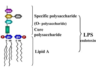 Lipid A
Core
polysaccharide
Specific polysaccharide
(O- polysaccharide)
LPS
endotoxin
 