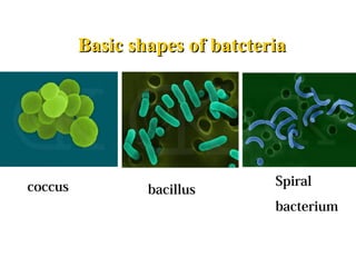 coccus bacillus
Spiral
bacterium
Basic shapes of batcteriaBasic shapes of batcteria
 