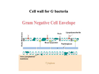 Cell wall forCell wall for GG--
bacteriabacteria
 
