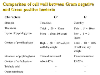 Comparison of cell wall between Gram negativeComparison of cell wall between Gram negative
and Gram positive bacteriaand Gram positive bacteria
Characters G+
G-
Strength Tenacious Curmbly
Thickness Thick ， 20 ～ 80nm Thin ， 5 ～ 10nm
Layers of peptidoglycan More ， about 50 layers Few ， 1 ～ 3
layers
Content of peptidoglycan High ， 50 ～ 80% of cell
wall dry weight
Little ， 10 ～ 20%
of cell wall dry
weight
Structure of peptidoglycan Three-dimensional Two-dimensional
Content of carbohydrate About 45% 15-20%
Teichoic acid + -
Outer membrane - +
 