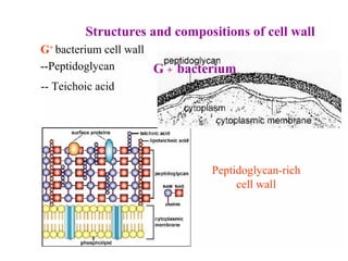Structures and compositions of cell wall
G + bacterium
Peptidoglycan-rich
cell wall
G+
bacterium cell wall
--Peptidoglycan
-- Teichoic acid
 