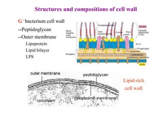 Structures and compositions of cell wall
G-
bacterium cell wall
--Peptidoglycan
--Outer membrane
Lipoprotein
Lipid bilayer
LPS
Lipid-rich
cell wall
 