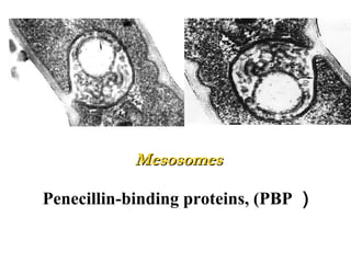 MesosomesMesosomes
Penecillin-binding proteins, (PBP ）
 