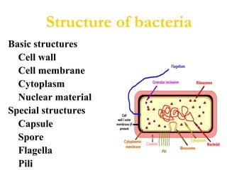 Basic structures
Cell wall
Cell membrane
Cytoplasm
Nuclear material
Special structures
Capsule
Spore
Flagella
Pili
Structure of bacteria
 
