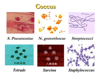 CoccusCoccus
S. Pneumoniae N. gonorrhoeae Streptococci
Tetrads Sarcina Staphylococcus
 